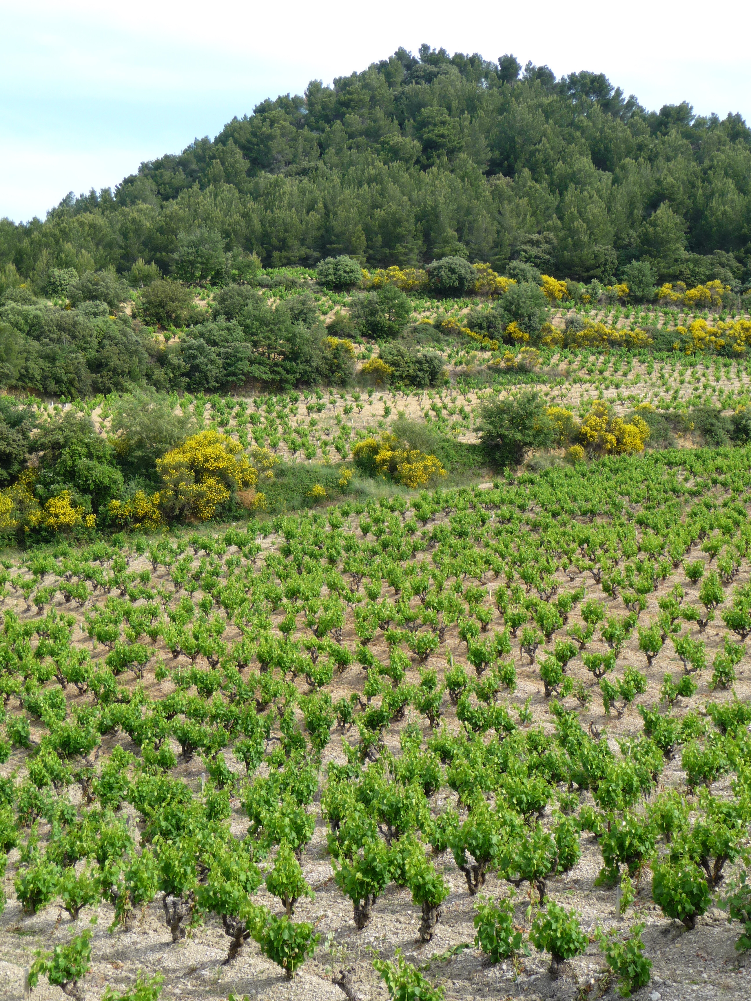 La Bastide Saint Vincent｜ ヌーヴェル・セレクション Nouvelles